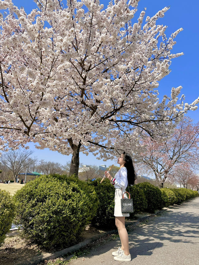 벚꽃 구경하기 좋은 곳!