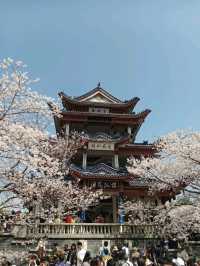 Wuxi Yuantouzhu Cherry Blossoms - China's Most Stunning Lakeside Sakura