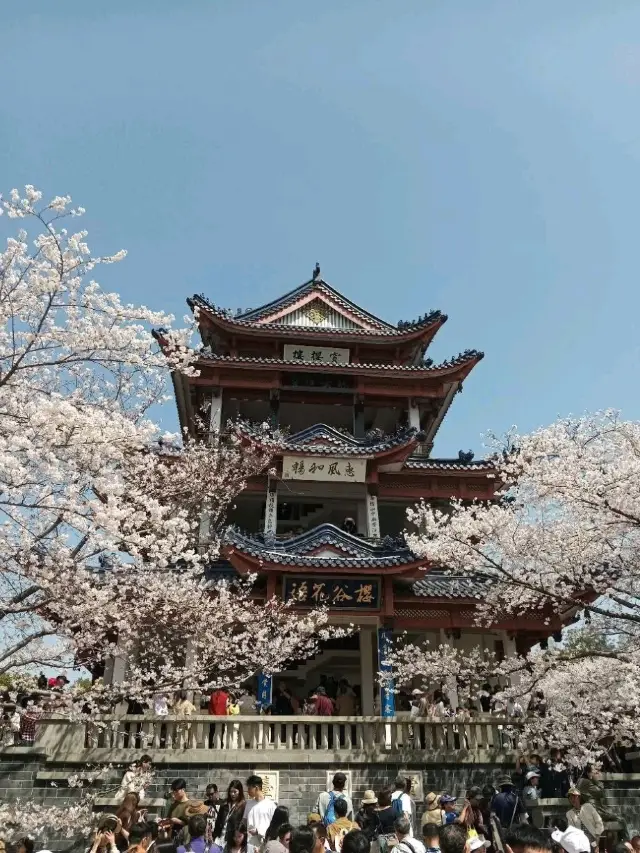 Wuxi Yuantouzhu Cherry Blossoms - China's Most Stunning Lakeside Sakura