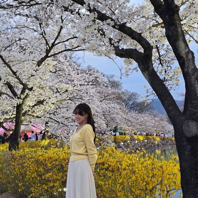 지금 만개했다는 연화지 벚꽃