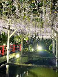 【東京×亀戸天神社】東京の藤の名所  ライトアップされさらに妖艶に・・