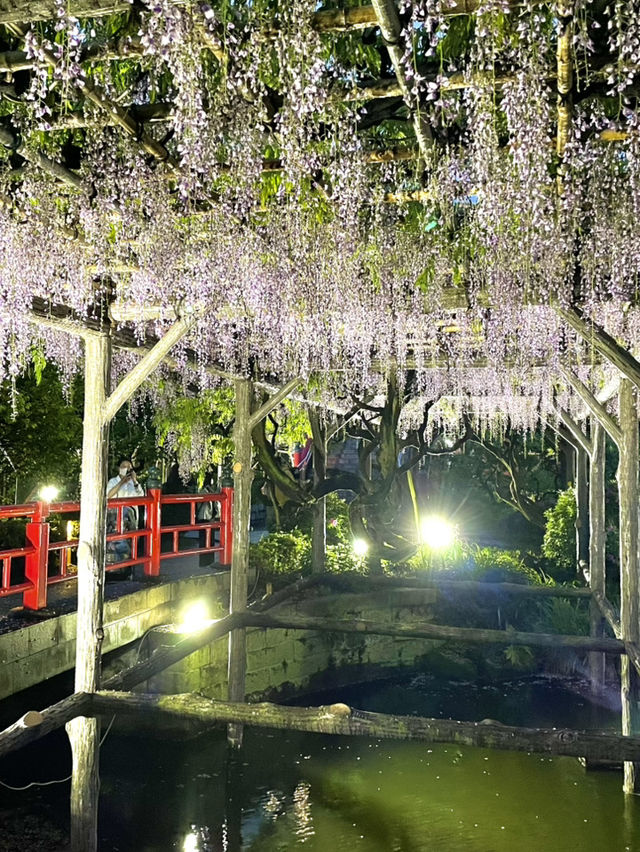 【東京×亀戸天神社】東京の藤の名所  ライトアップされさらに妖艶に・・