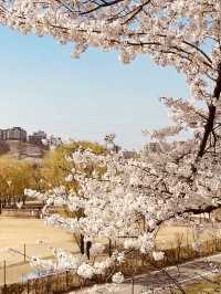 Riverside in Bloom: Anyangcheon's Relaxing Cherry Blossom Path