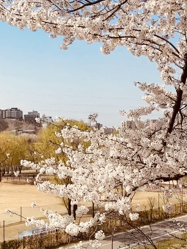 Riverside in Bloom: Anyangcheon's Relaxing Cherry Blossom Path