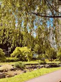 Spring's Green Pathways: A Refreshing Walk Through Silgaecheon