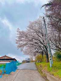 꽃들이 예쁘게 피고 있는 완산칠봉꽃동산