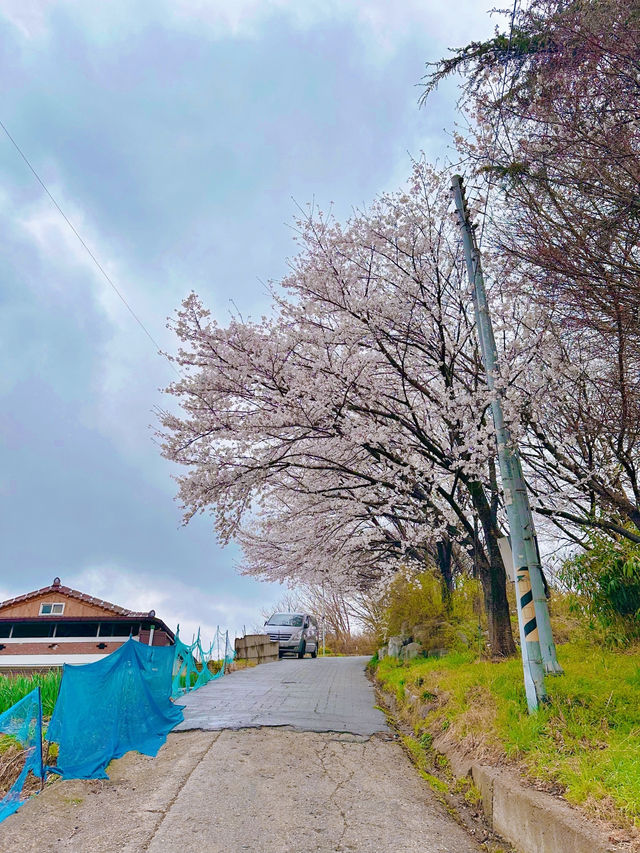 꽃들이 예쁘게 피고 있는 완산칠봉꽃동산