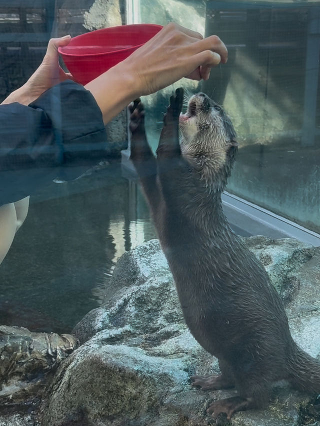 三重｜集合動物明星們 全日本最萌的鳥羽水族館
