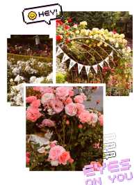 Spring's Gentle Awakening: Dodang Park's Promise of Floral Grandeur 