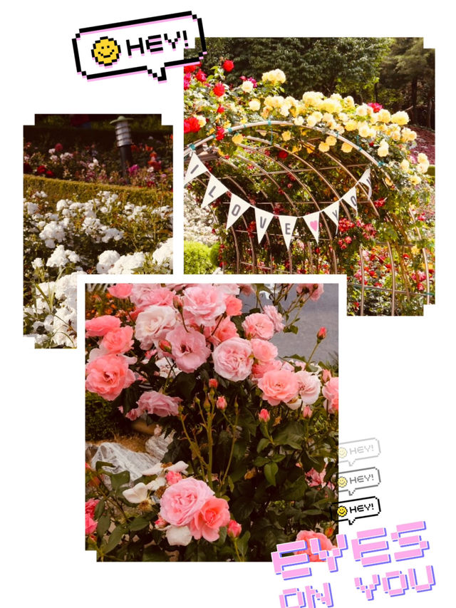 Spring's Gentle Awakening: Dodang Park's Promise of Floral Grandeur 