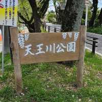 名古屋天王川公園，賞花、親子休憩與屋台美食一次滿足