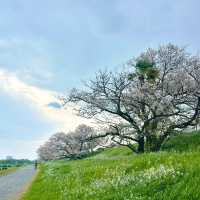 東風平運動公園棒球場•櫻花下的棒球夢