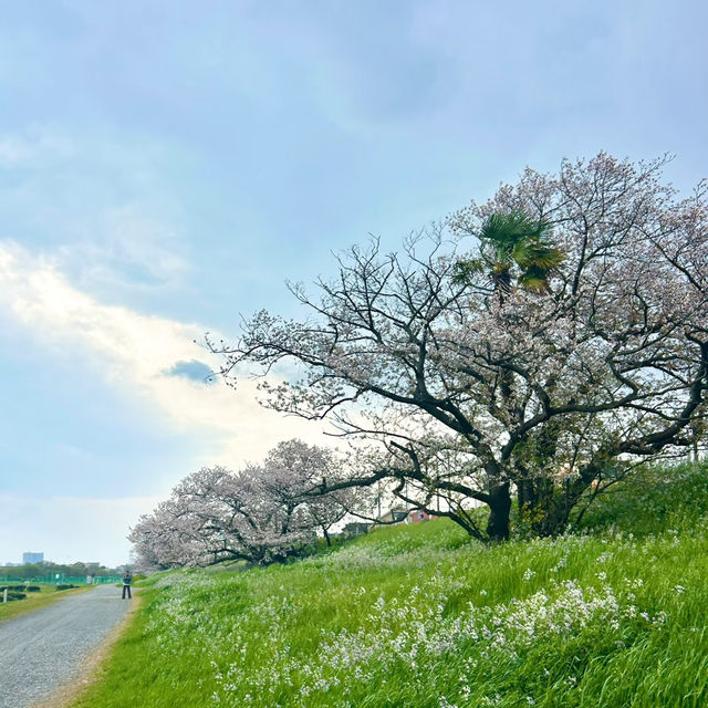 東風平運動公園棒球場•櫻花下的棒球夢