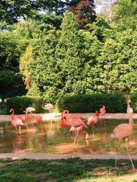 首爾景點｜Seoul Zoo 🦒🦩🦓