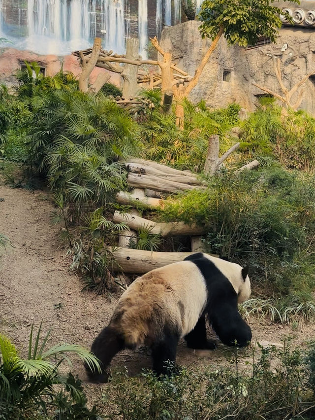 澳門免費大熊貓館🐼🌿免門票+人潮少到不可思議 ✨ 假日也能輕鬆看熊貓! 澳門免費大熊貓館🐼🌿免門票+人潮少到不可思議 ✨ 假日也能輕鬆看熊貓!
