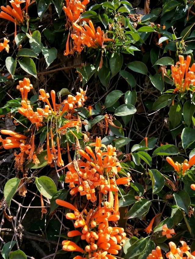 #炮仗花海公園-苗栗縣銅鑼鄉