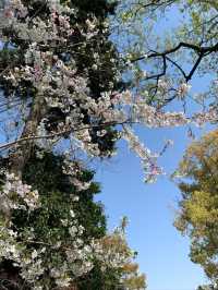 Longhua Temple Cherry Blossom: A Spiritual Retreat in Shanghai
