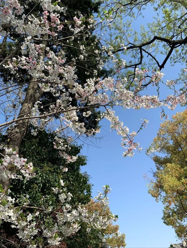 Longhua Temple Cherry Blossom: A Spiritual Retreat in Shanghai