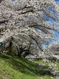 Tachikawa Shouen Cherry Blossoms – A Local Favorite in Tokyo’s Suburbs
