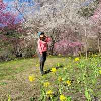 三色花景ㄧ次搞定的萬里林園