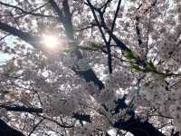 충훈부 벚꽃길, 봄을 가장 예쁘게 걷는 방법🌸 안양 벚꽃 산책