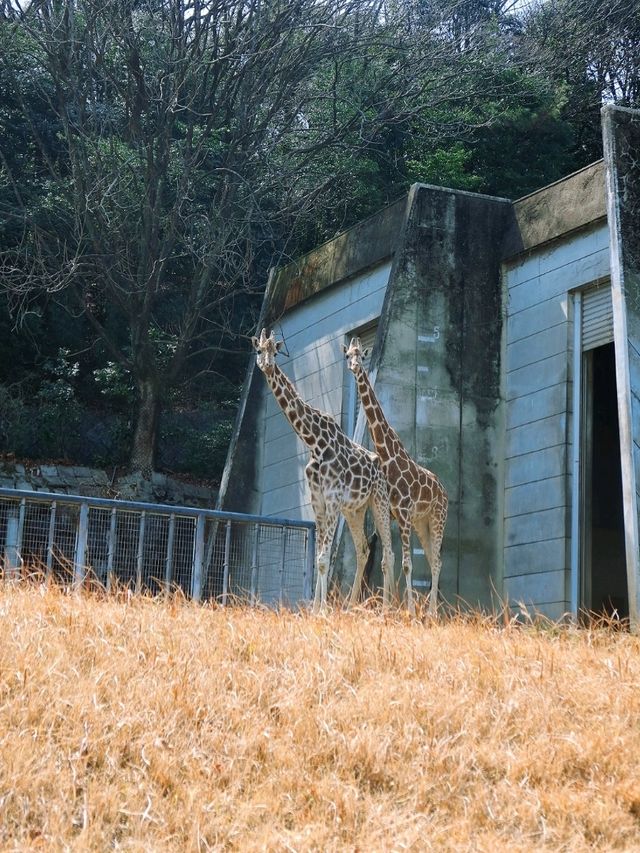 超值的名古屋市東山動植物園