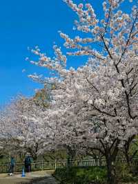Iwagaike Park 🌷🪻🌸