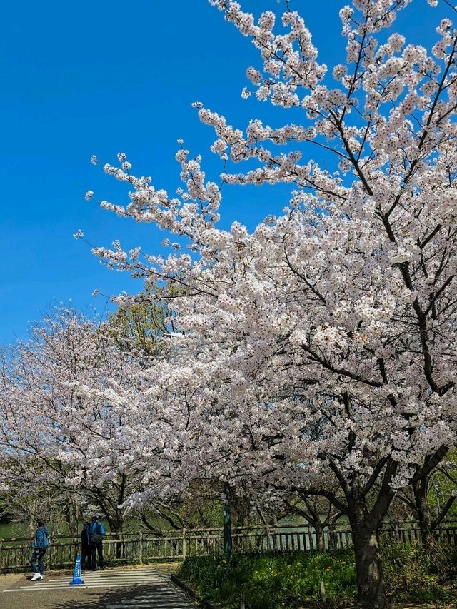 Iwagaike Park 🌷🪻🌸