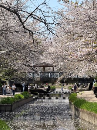 🌸 Spring Slips Away So Quickly... A Quiet Sakura Stroll in Saitama's Countryside 🌸