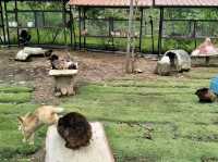 Arnab Village Ranau: A Fluffy, Hopping Good Time! 🐰💕