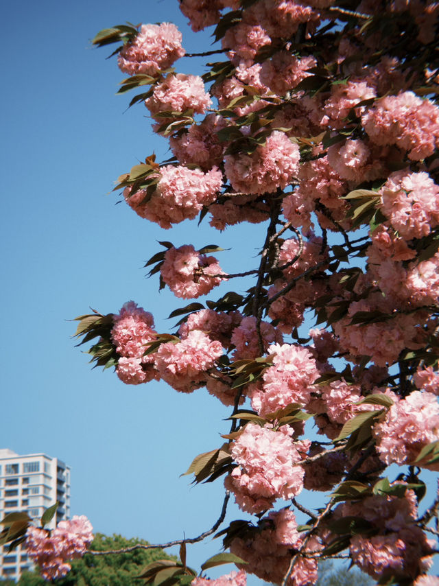 東京 新宿御苑 賞櫻好方便 🌸
