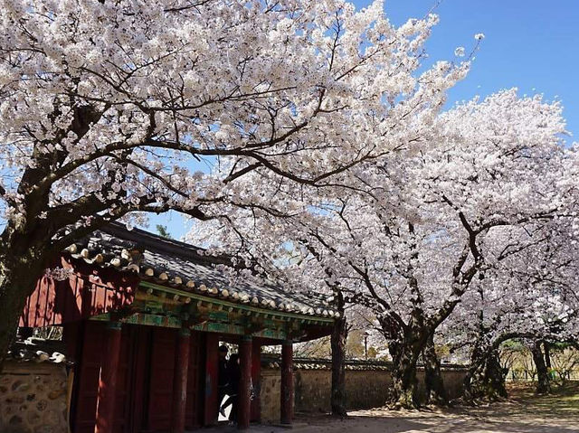 Bomun Lake Cherry Blossoms: Gyeongju's Enchanting Spring Escape