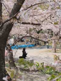 Fukuoka's Cherry Blossoms at Their Peak 🌸💖