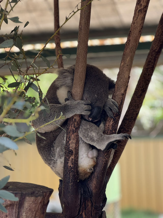 The cuddly koalas in Perth