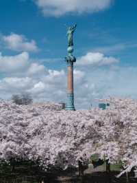 🇩🇰 Copenhagen Cherry Blossom Guide 🌸