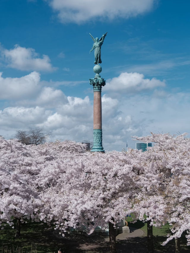 🇩🇰 Copenhagen Cherry Blossom Guide 🌸