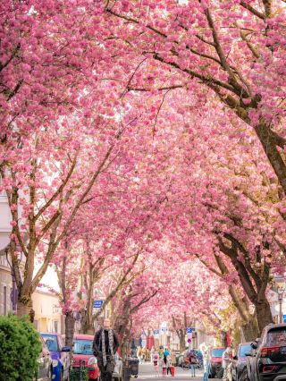 🇩🇪Bonn’s Cherry Blossom Wonderland | This Is What Spring Feels Like