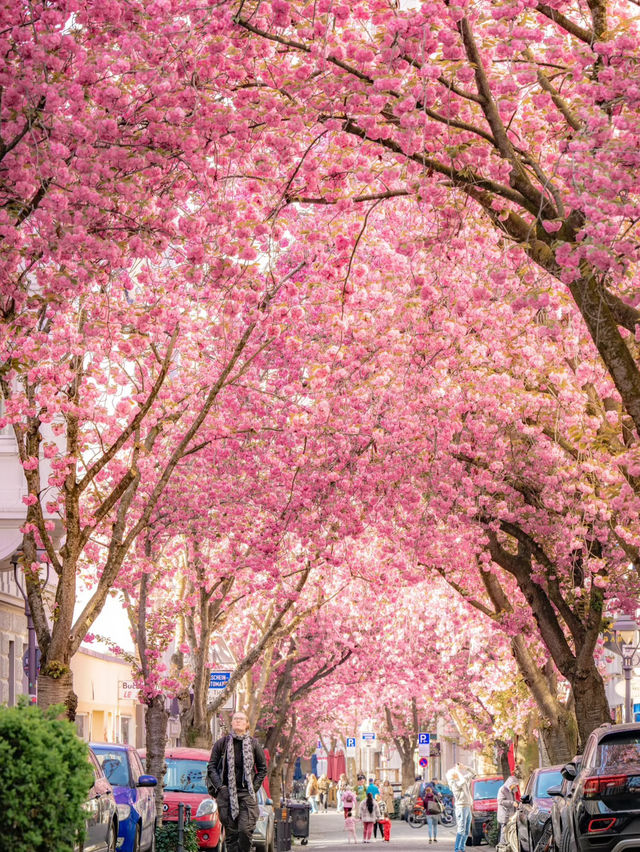 🇩🇪Bonn’s Cherry Blossom Wonderland | This Is What Spring Feels Like