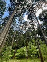 【高尾山】都心から電車で行ける高尾山⛰️