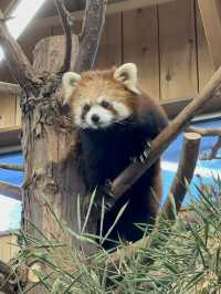 伊豆仙人掌動物園：一起看水豚君浸溫泉！