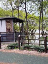 도심 속 자연 쉼터, 오송호수공원에서의 여유로운 산책 🌿🚶‍♀️