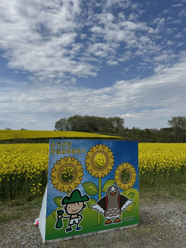 【宮城県大崎市】三本木地区の菜の花まつり