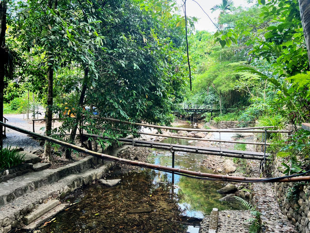 บ้านในหมง treehouse ระนอง