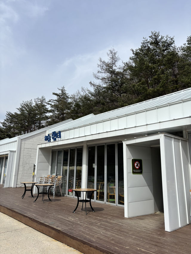 봄바람 맞기 좋은 평창 대관령목장😃