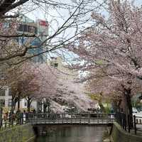 Sakura Blooming in Sapporo: A Springtime Wonderland