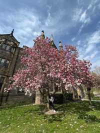 Magnolia