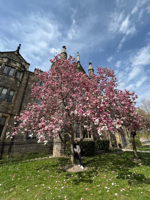 Magnolia