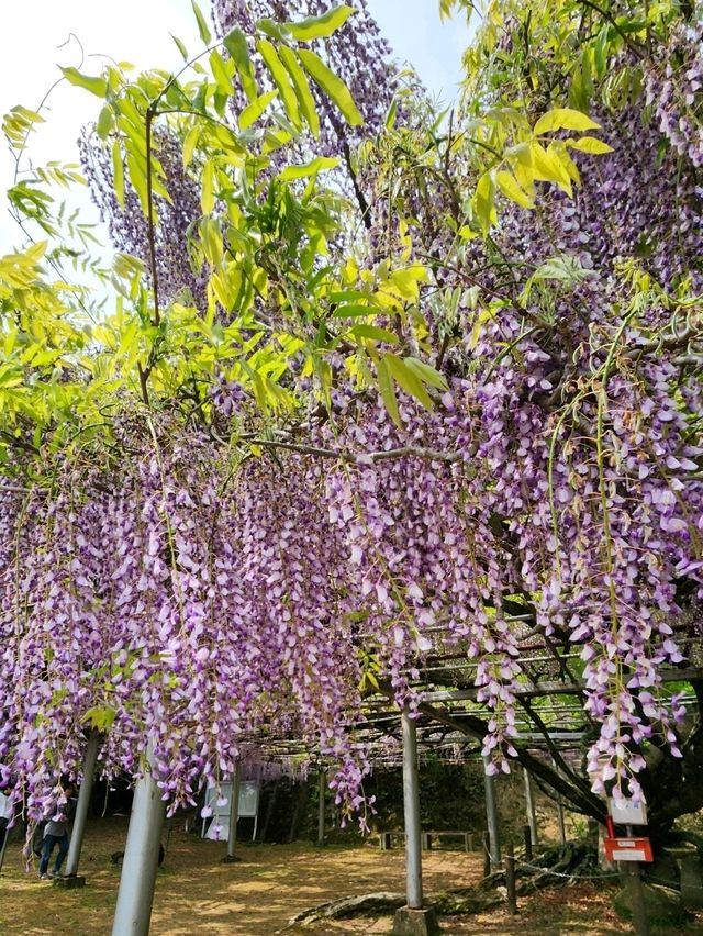 【山口グルメ】蛍街道西ノ市
