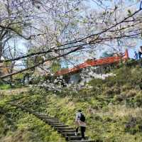 Cherry Blossoms with a View