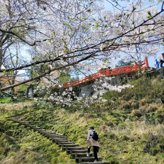 Cherry Blossoms with a View